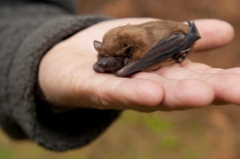 Many species of bat are endangered