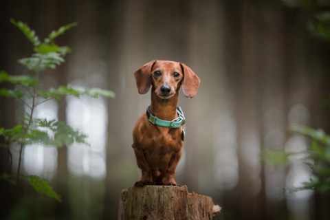 Miniature dachshunds live the longest, on average 