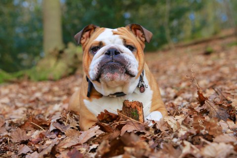 Flat-faced dogs, like bulldogs, often have health problems