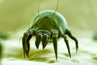 How to clean your bed of dust mites