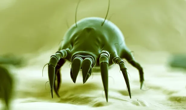 How to clean your bed of dust mites