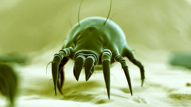 How to clean your bed of dust mites